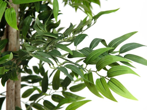 EUROPALMS Ficus Longifolia, Kunstpflanze, 165cm