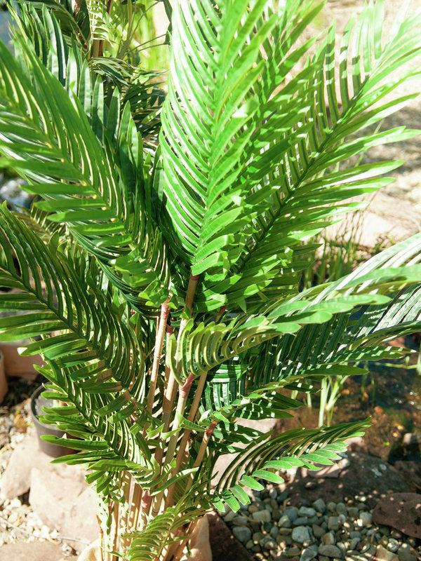 EUROPALMS Kentia Palme, Kunstpflanze, 140cm