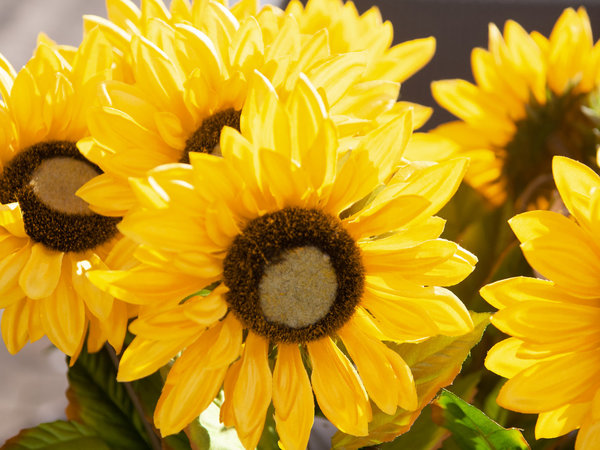 EUROPALMS Sonnenblume, Kunstpflanze, 70cm